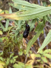 Lymantria dispar