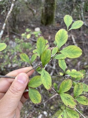 Coprosma foetidissima