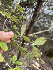 Coprosma foetidissima