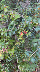 Ilex vomitoria