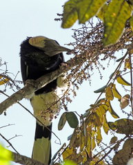 Bycanistes subcylindricus