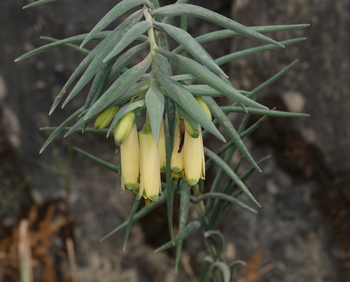 Bomarea involucrosa (Bomarea involucrosa)