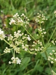 Pimpinella major