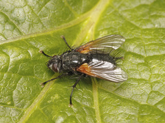 Zophomyia temula