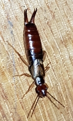 Forficuloidea