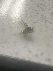 Phoridae