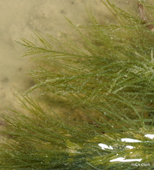 Bryopsis