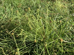 Cyperus metzii