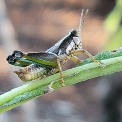 Phaedrotettix dumicola