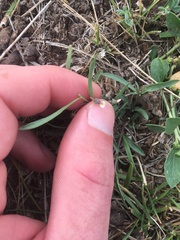 Pombalia verticillata