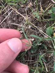 Pombalia verticillata