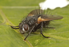 Zophomyia temula