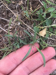 Pombalia verticillata