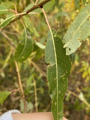 Salix amygdaloides