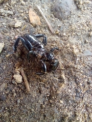 Stenopelmatus minor