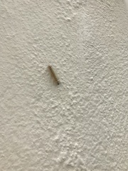 Uresiphita reversalis