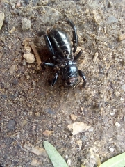 Stenopelmatus minor
