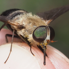 Esenbeckia