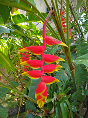 Heliconia rostrata