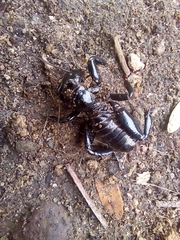 Stenopelmatus minor