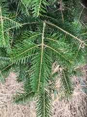 Abies alba