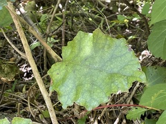 Brachyglottis repanda