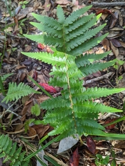 Dryopteris ludoviciana
