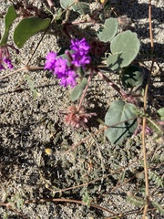Abronia villosa villosa