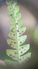Dryopteris ludoviciana