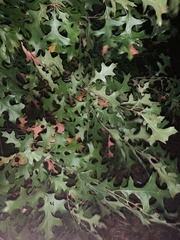 Quercus palustris