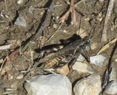 Melanoplus gladstoni