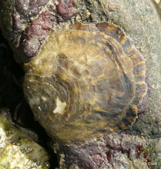 Ostrea lurida