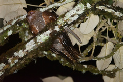 Steatornis caripensis