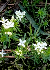Asperula conferta