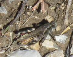 Melanoplus gladstoni