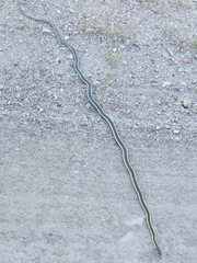 Masticophis taeniatus