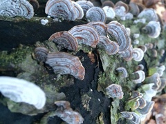 Stereum fasciatum