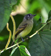 Leptopogon superciliaris