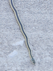 Masticophis taeniatus