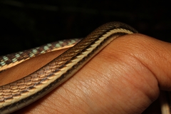 Dendrelaphis pictus