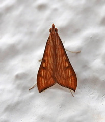 Antigastra catalaunalis