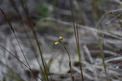 Draba nemorosa