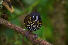 Grallaricula lineifrons