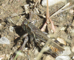 Melanoplus gladstoni