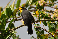 Myioborus ornatus