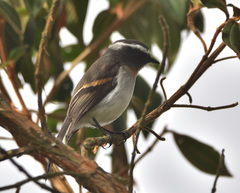 Ochthoeca rufipectoralis