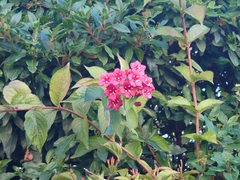 Weigela