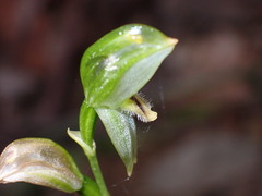 Pterostylis longifolia