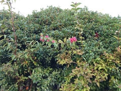 Weigela