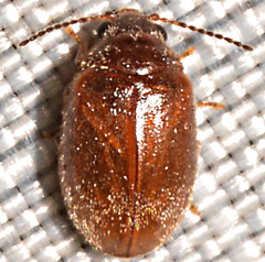 Contacyphon variabilis